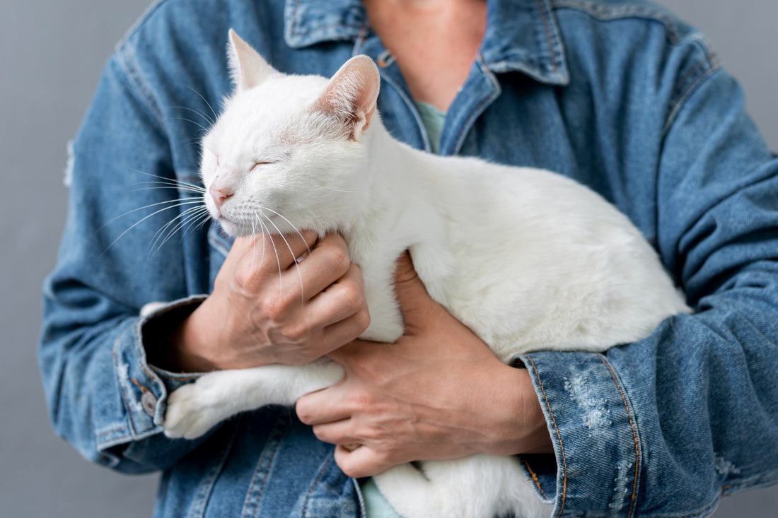 Did Your Cat Turned Needy?