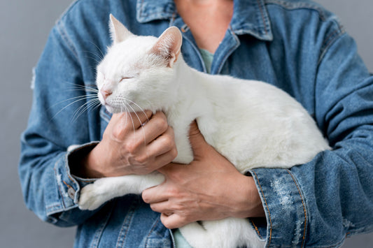 Did Your Cat Turned Needy?