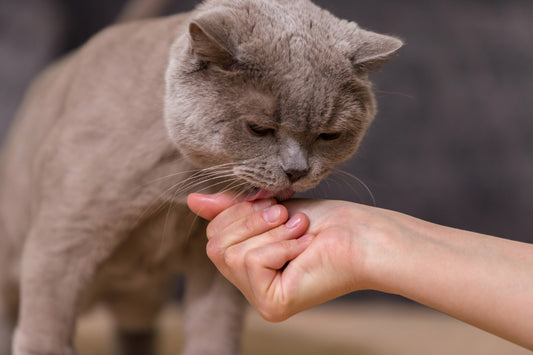 Why Does Your Cat Lick You?